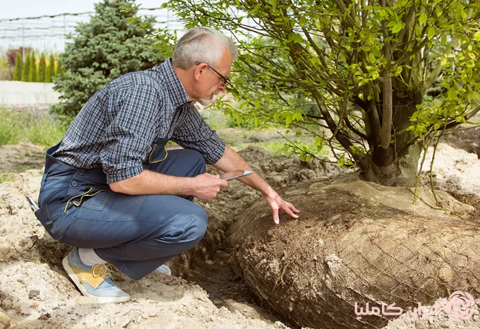 جابجایی درخت کهنسال